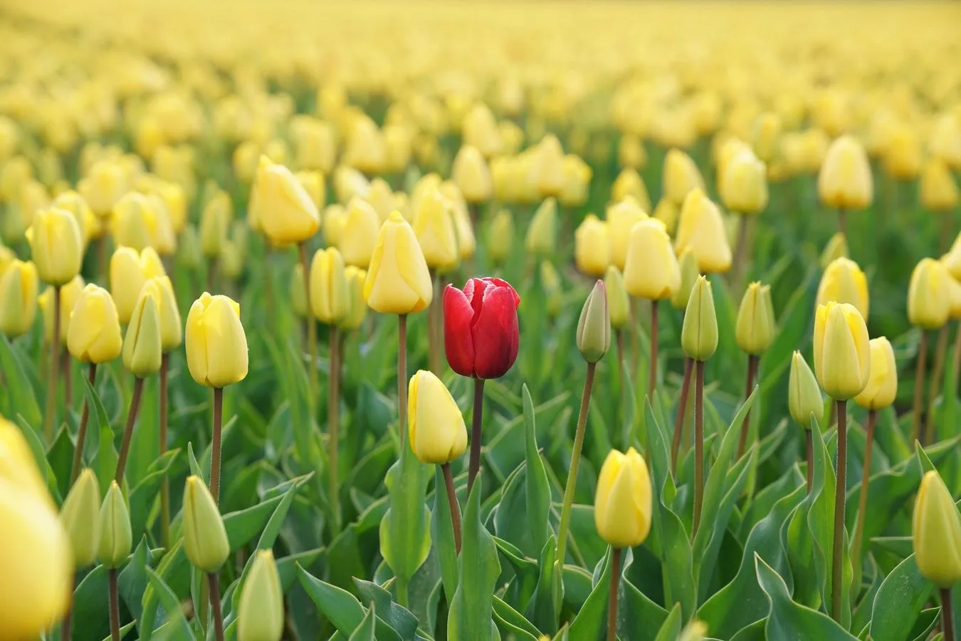 red flower in yellow field